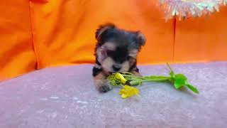 ハーフ犬の動画01