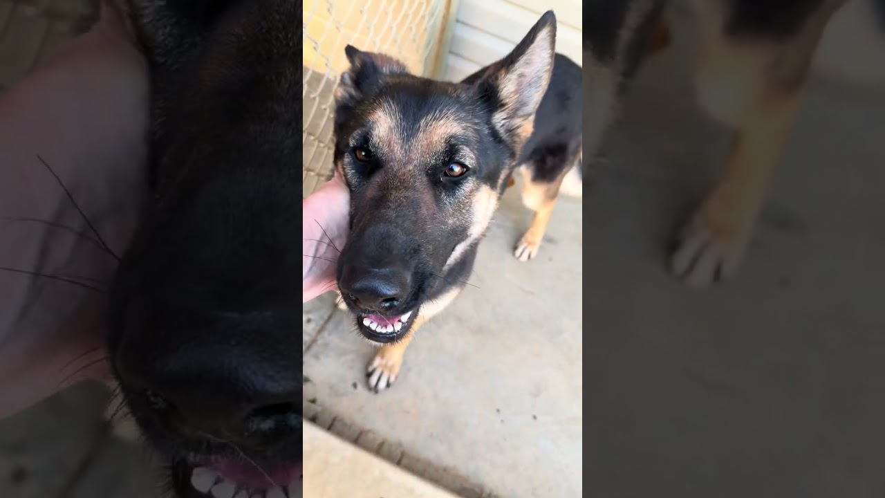Enlarge Athena, an adopted German Shepherd Dog in Greeneville, TN video 5/6