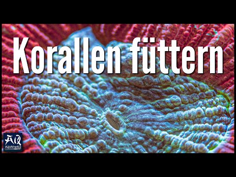 Azooxanthellate Korallen und ihre Versorgung | AquaOwner