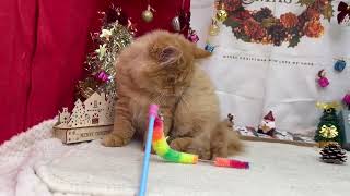 ミヌエットの動画02