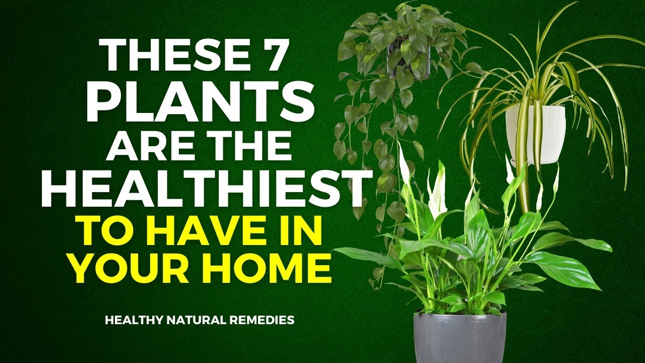 These 7 Plants Are The Healthiest To Have In Your Home