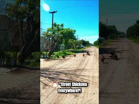 🐓 “Why Chickens Roam My Quiet Street in Resistencia! 🇦🇷✨”