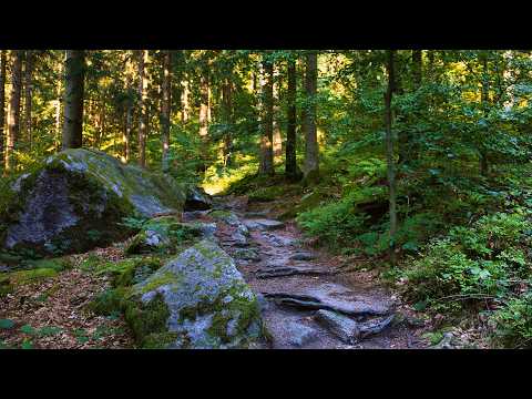 🌳 4K - Relaxing Nature Sounds For Stress Relief, Forest Sounds, Bird Song, No AI