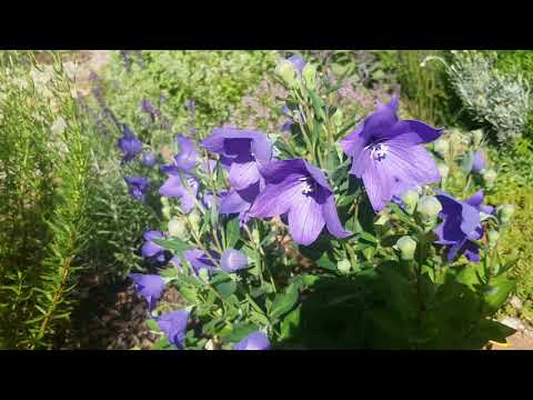 Polecamy Rozwar wielkokwiatowy # Nasz Ogrodek