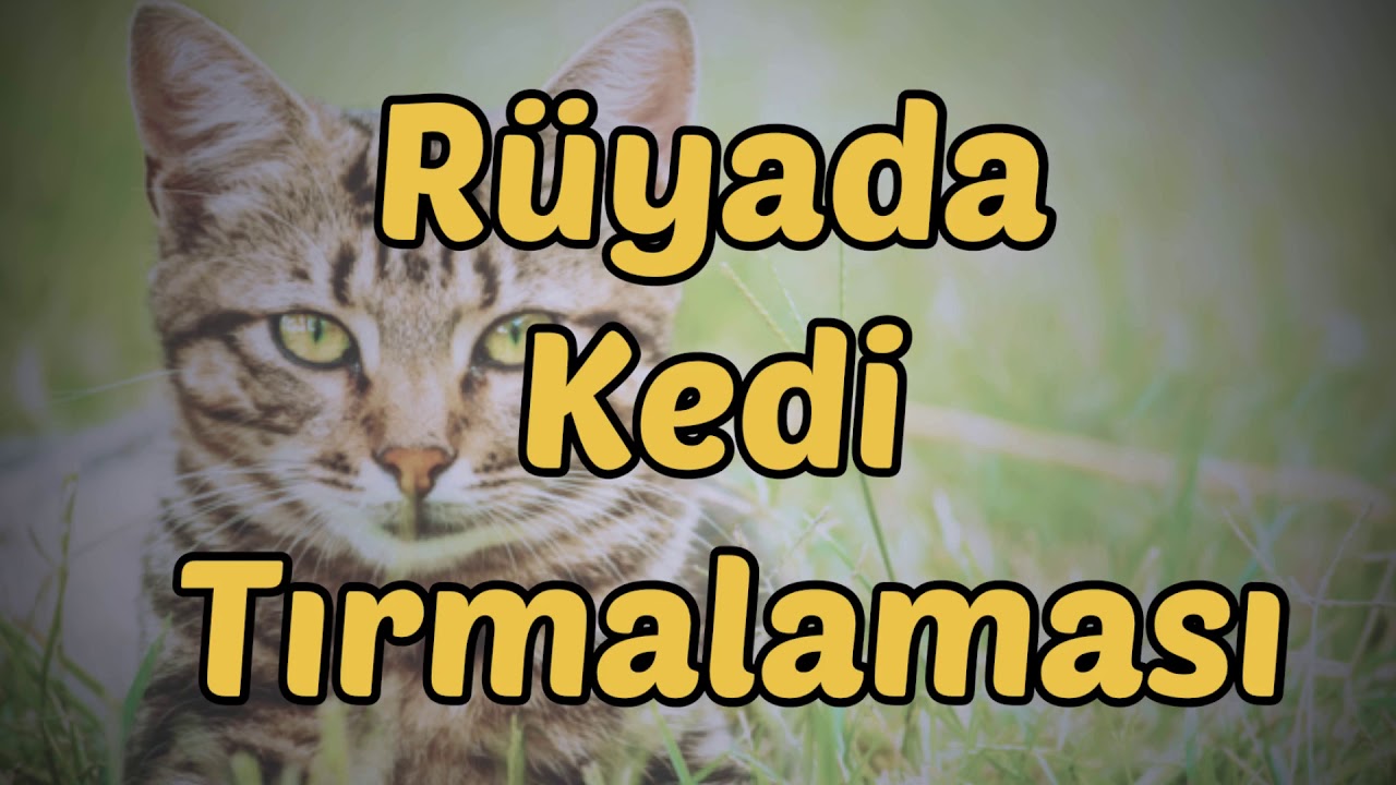 Rüyada Kedi Tırmalaması