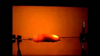 Leuchtende Gurke Video5a