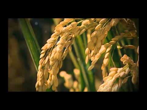 download lagu mp3 mp4 Arroz Embajador, download mp3 Arroz Embajador free downloadn, video klip Arroz Embajador