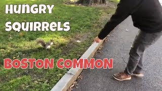 Hungry Squirrels at Boston Common 2018
