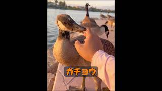 動物には本当に感情があるのか​​？ #自然 #動物プロダクション #animals #動物 #癒し