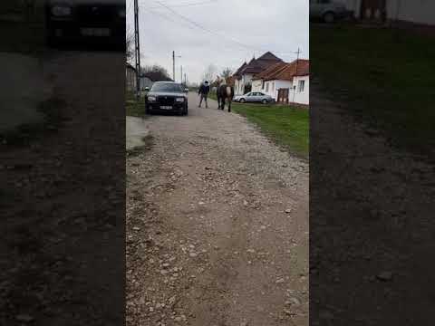 iapa lui feri de la belfir anca mondiala