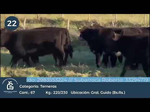 Lote Hembras - Gral Guido Bs As