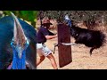 Insane Cassowary Attack!! #cassowary