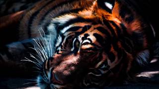 Elsmore Carey- The Tyger