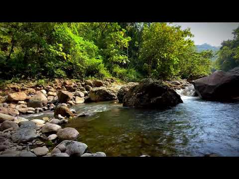 Mountain Spring Water Flowing Through Forest Rocks | Natural Stream Sounds for Sleep and Relaxation