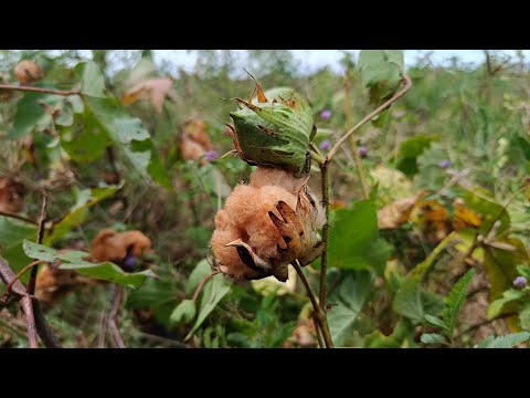 Fazendo colheitas na AgroCaatinga Diversidade em Heliópolis Ba.