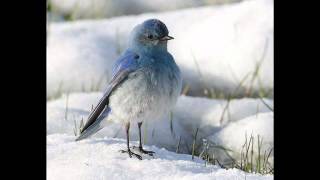 The High Llamas - Cotton to the Bell