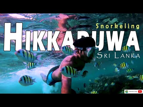 Amazing Underwater Paradise in Hikkaduwa | Sri Lanka | Snorkeling 🇱🇰