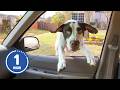 HILARIOUS Dogs Being Weird 60 Minutes Of Funny Dog Videos