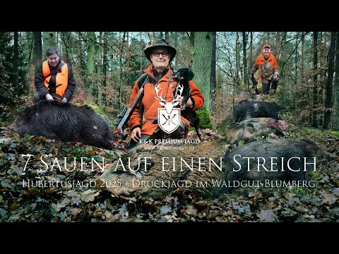 Hubertusjagd 2025 - Drückjagd im Waldgut Blumberg | 7 Sauen auf einen Streich