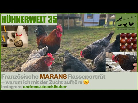 Hühnerwelt 35 Französische MARANS Rasseporträt - Die Schokoleger