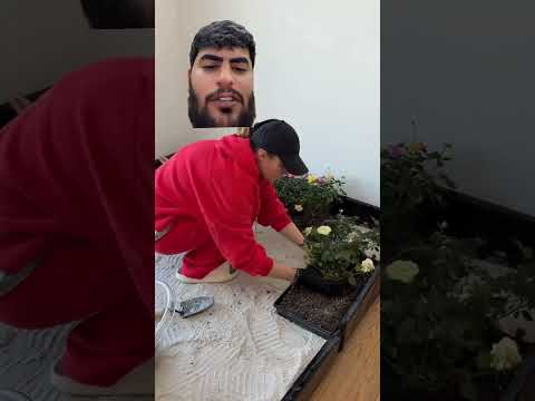 ابوعليو