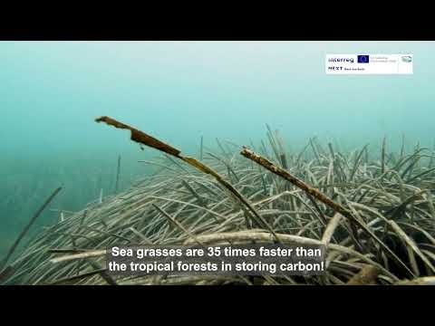 Seagrass Meadows in Every Breath