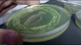 Colorful Bacteria Art
