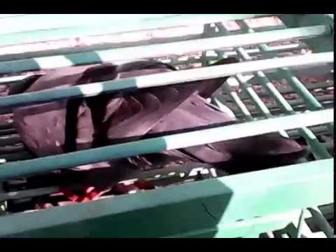 download lagu mp3 mp4 Cara Menurunkan Berat Badan Merpati, download lagu Cara Menurunkan Berat Badan Merpati gratis, unduh video klip Cara Menurunkan Berat Badan Merpati