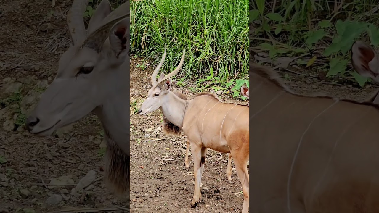 YouTube Short thumbnail