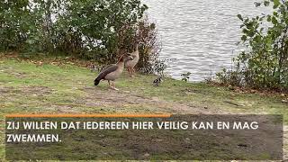 Komt er een veilige plek in Waalwijk om te zwemmen? De gemeente onderzoekt mogelijkheden (Video)
