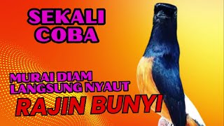 Download lagu Pancingan PAGI-PAGI AGAR MURAI GACOR❗sekali coba murai DIAM langsung bunyi mp3 Download lagu Pancingan PAGI-PAGI AGAR MURAI GACOR❗sekali coba murai DIAM langsung bunyi mp3
