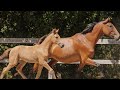 POULICHE - LUSITANIENNE - 5 MOIS - DRESSAGE - FRANCE