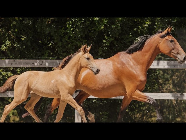 POULICHE - LUSITANIENNE - 5 MOIS - DRESSAGE - FRANCE