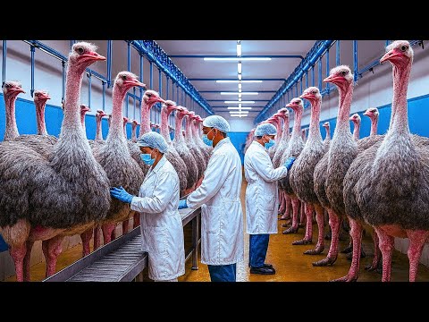 How Millions Of Ostriches Farm For Meat, Skin And Eggs | Inside Giant Ostrich Processing Factory