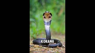 Download lagu Fakta Menarik Tentang Bisa Ular Tedung Sembur mp3