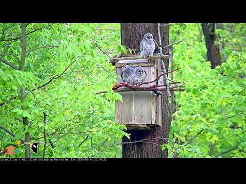 Three Owlets Hang Out Together At Barred Owl Nest Box – May 14, 2020