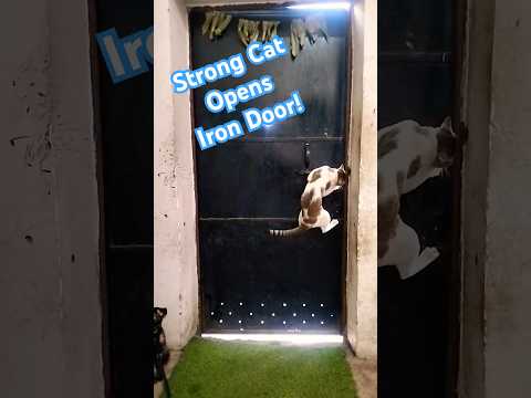 Amazing Cat Opens Iron Door!
