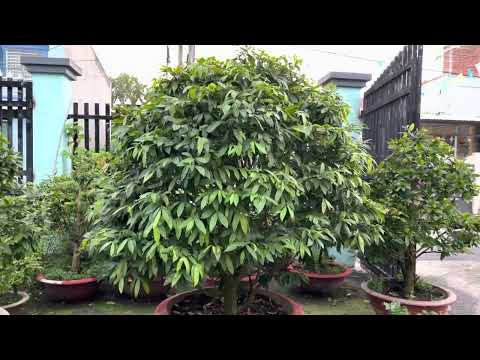 Tỉa cành cho cây mai vào tháng 5 âm lịch