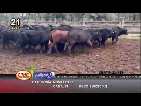 Lote 53 Novillitos en Juan José Castelli, Chaco
