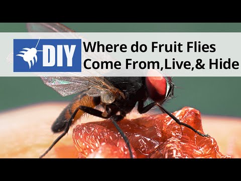  Where do Fruit Flies Come From, Live, and Hide Video 