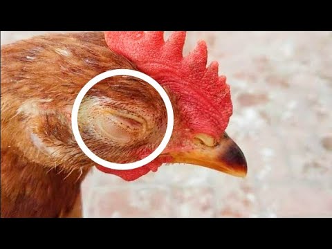 , title : 'Chicken Eye Infection Causes, Prevention and Treatment | Dr. ARSHAD'