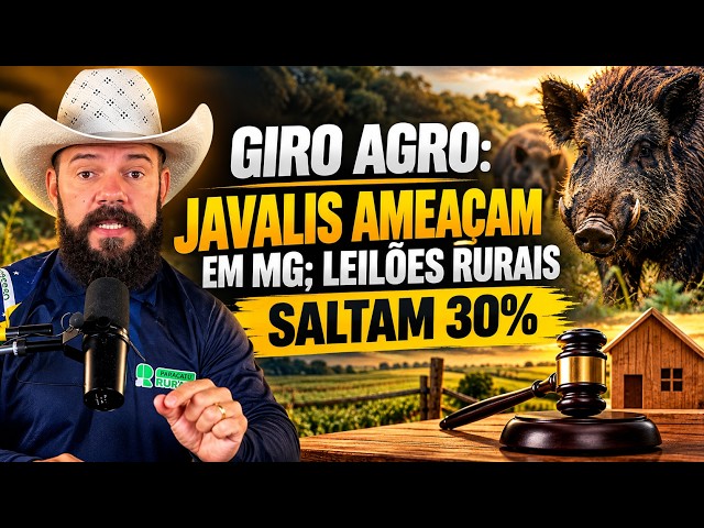 Giro Agro: Javalis Ameaçam em MG; Leilões Rurais Saltam 30%