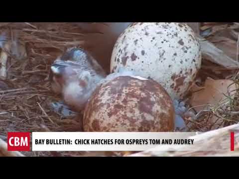 First Chick of the Season Hatches for Ospreys Audrey and Tom