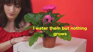 Jewelia - Flowers (lyric video)