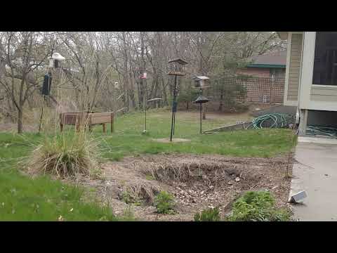 Summer Tanager (stakeout)