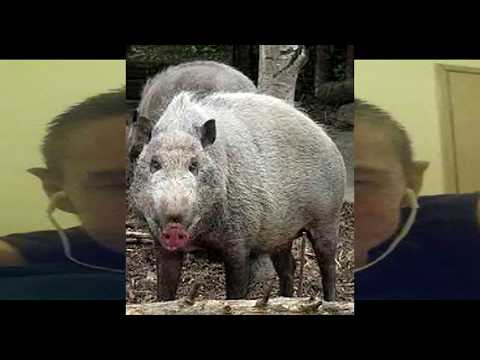 HONEYBULLY (The Stolen Toy - Sketch) - ORIGINAL VERSION!!!!