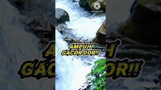 Download lagu Suara Air Mengalir Deras Terapi Burung Cepat Gacor mp3