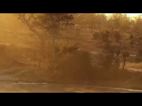 Djuma: Lone African Buffalo - 07:12 - 07/10/21