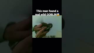 The man found a real wild Goblin/elf/pixie/duende
