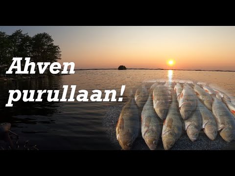AHVEN HURJALLA PURULLA | RUOKAKALAT MATALASTA | LIPPA ROKKAA! K1/J23